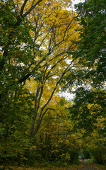 осенью в парке