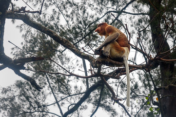 Proboscis Monkey with long nose