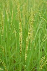 Fototapeta na wymiar Close up of green paddy rice in field