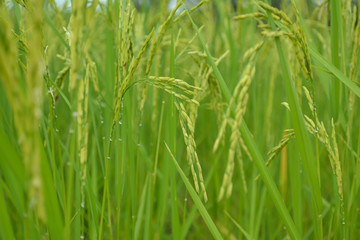 Close up of green paddy rice in field