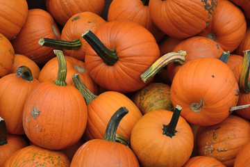 Small pumpkins at Halloween and pumpkin market in USA.