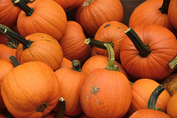 Small pumpkins at Halloween and pumpkin market in USA.