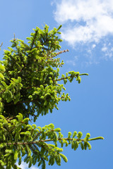 Macro shot of a pine tree