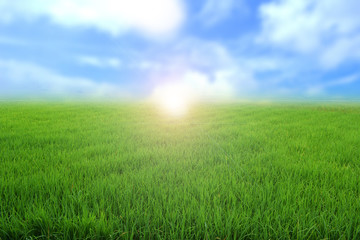 Green rice in field with blue sky