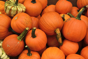 Small pumpkins at Halloween and pumpkin market in USA.