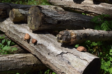 Fototapeta premium キノコの栽培