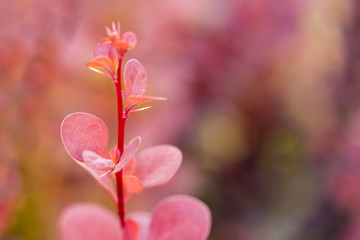 Branch with pink leaves on blurred background