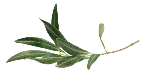 Foto des grünen Olivenzweigs, isoliert auf weiß