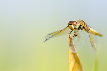 Dragonfly wing, middle wing, get some air and sunlight atop beau