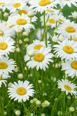 Daisies in a field, background
