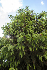 Green fir and blue sky.