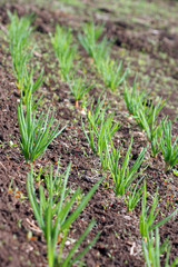 spring Flowers