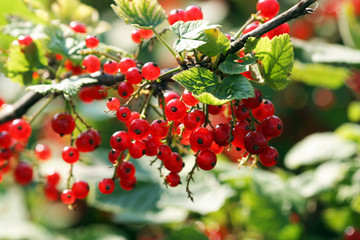 Obraz premium red currant in the garden