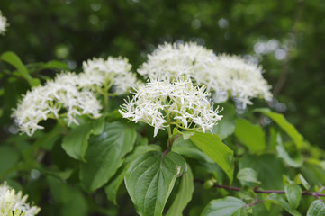 inflorescences of Derain south (Swida australis) closeup, local focus, shallow DOF
