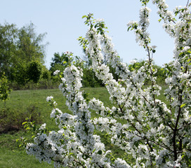 walk outdoors during the spring flowering apple trees