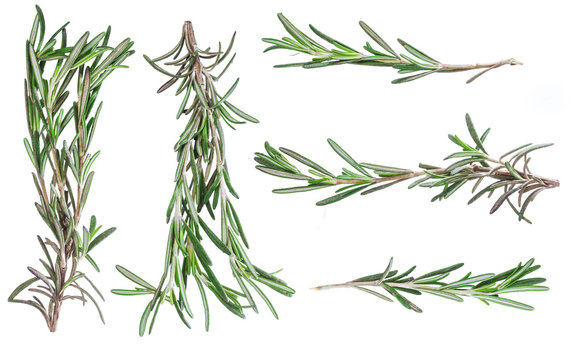 Green leaves of rosemary isolated on white background. Harvesting. Condiments and spices.