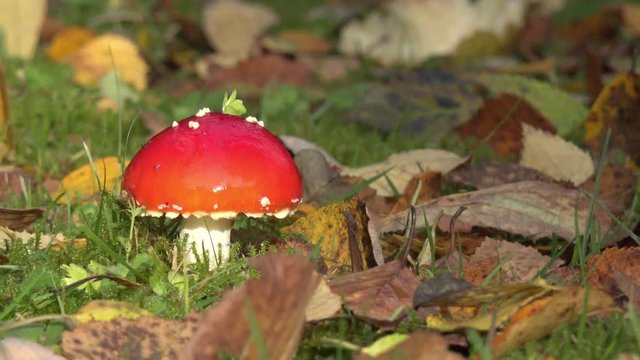mushroom on the meadow in the autumn