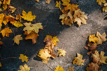 trail in autumn park.fallen leaves
