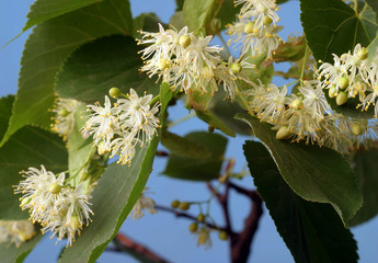 linden blossoms