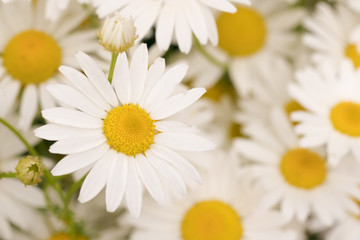 Fototapeta premium Сhamomile, background
