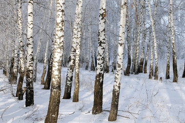 Fototapeta premium birchwood