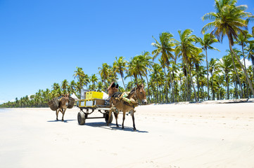 Cart with two working donkeys passing on the beach of a remote island in Nordeste, Bahia, Brazil