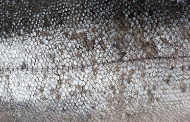 Trout fish scale © Igor Kovalchuk