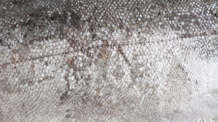 Trout fish scale © Igor Kovalchuk