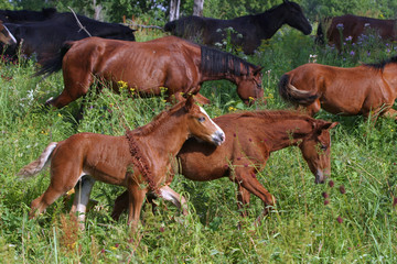 Fototapeta premium horse