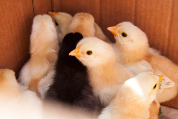 Little chicks in a box 