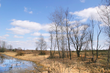 spring landscape