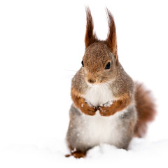 red little funny squirrel on snow background, front view