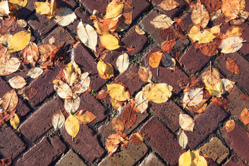 Yellow wet leaves on cobblestone pavement 
