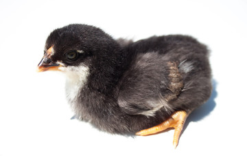 Close up of a chick