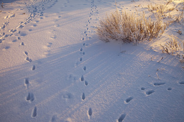snow