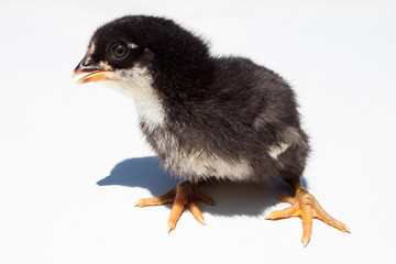 Close up of a chick