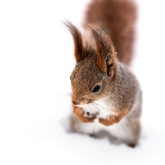 funny red squirrel with fluffy tail standing on white snow