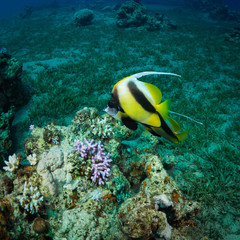 Butterfly fishes
