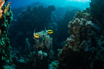 Butterfly fishes