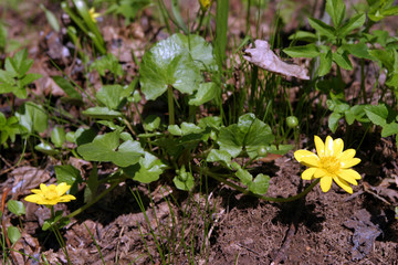 spring primroses