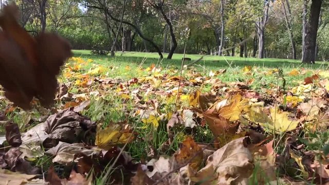 Autumn city park, fallen yellow maple leaves on the grass, slow motion