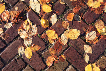 Yellow wet leaves on cobblestone pavement 
