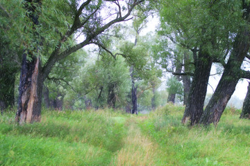 Obraz premium willow by the river