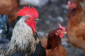 chicken family