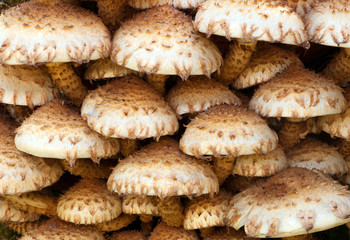 Shaggy Scalycap, Pholiota squarrosa
Often confused with Honey Fungus but unlike that one the Shaggy Scalycap in inedible