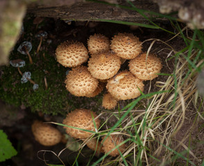 Shaggy Scalycap, Pholiota squarrosa
Often confused with Honey Fungus but unlike that one the Shaggy Scalycap in inedible