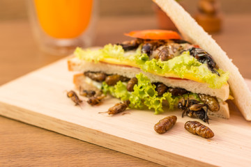 Insect food
