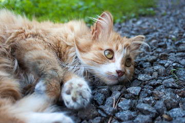 Fototapeta premium Cat lying on the grass.