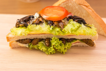 Insect food