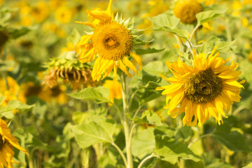 Sunflowers Field./Sunflowers Field 